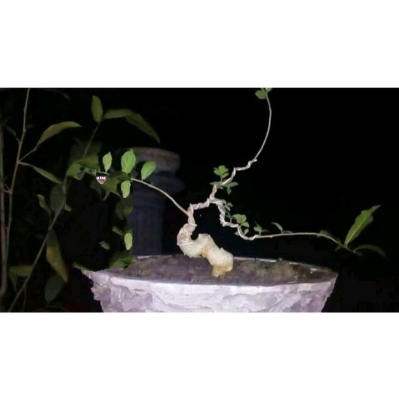 bonsai serut mame hidup +kawatan 50k