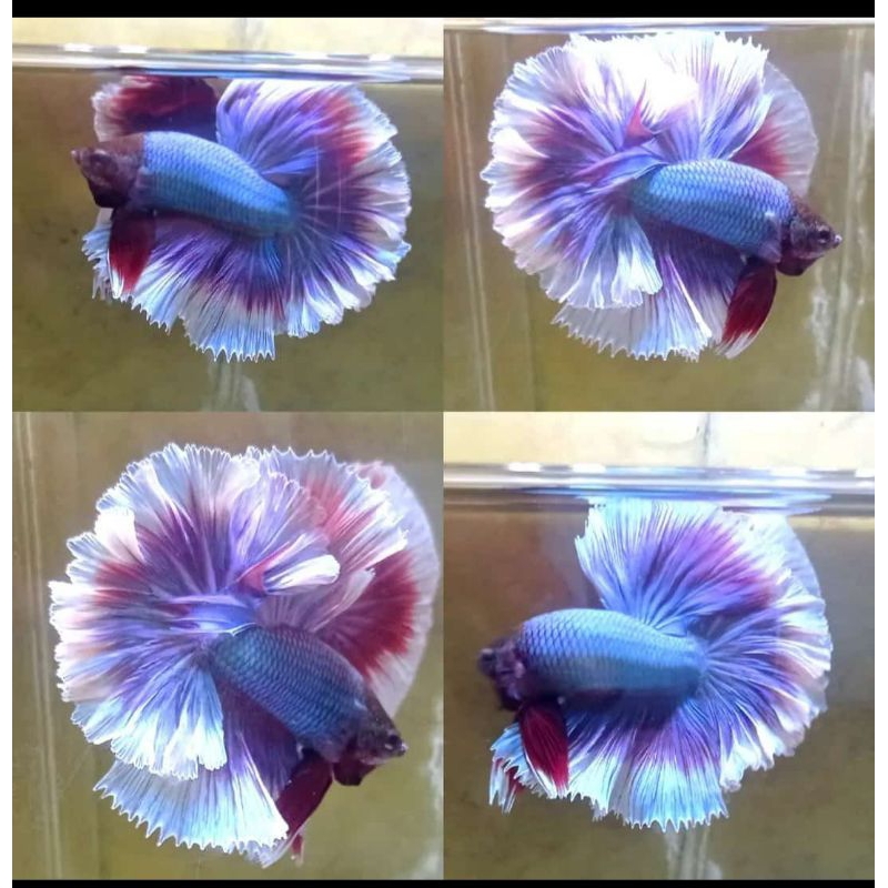 King rostail pejantan M+