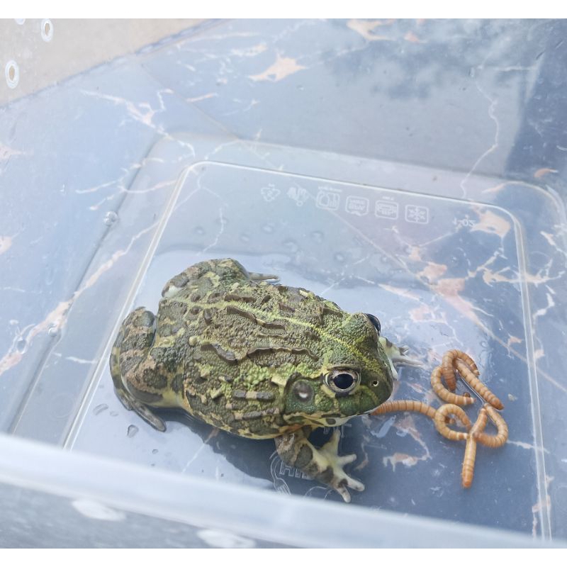 Mainan kodok pixie atau african bullfrog