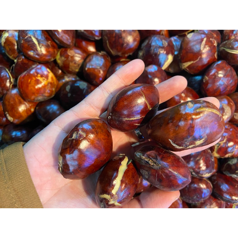 

Jengkol Tua Super BENGKULU 1kg
