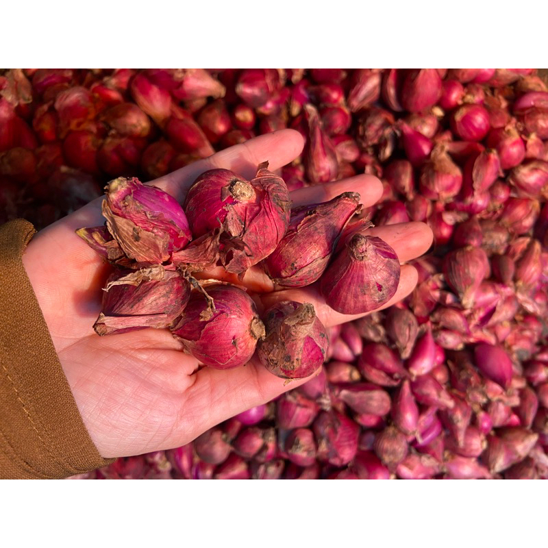 

setengah kilo bawang merah brebes kecil tanggung kering bersih 1/2kg