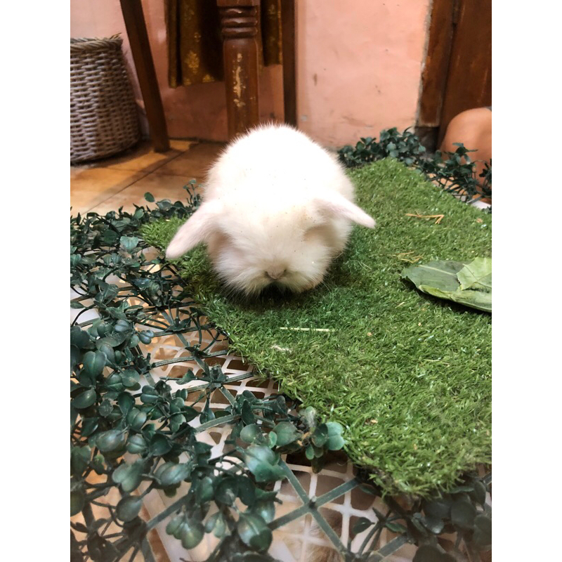 Kelinci Fuzzy Lop Lucu