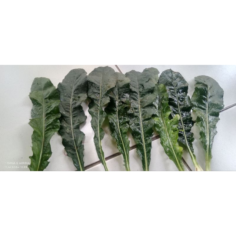 

DAUN TAPAK LIMAN PERLEMBAR