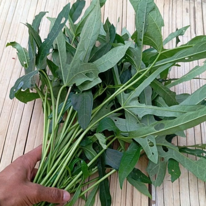 

Daun sedi segar paket 500 gram