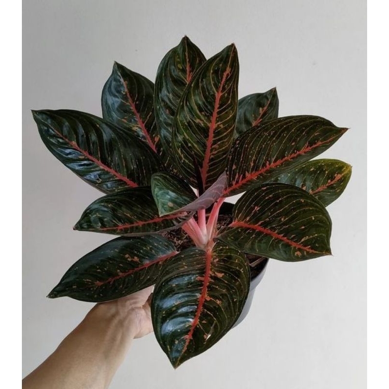 anakan aglonema adelia