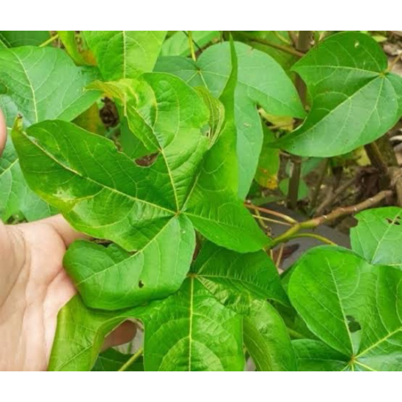

Jual daun kapas segar petik langsung-az