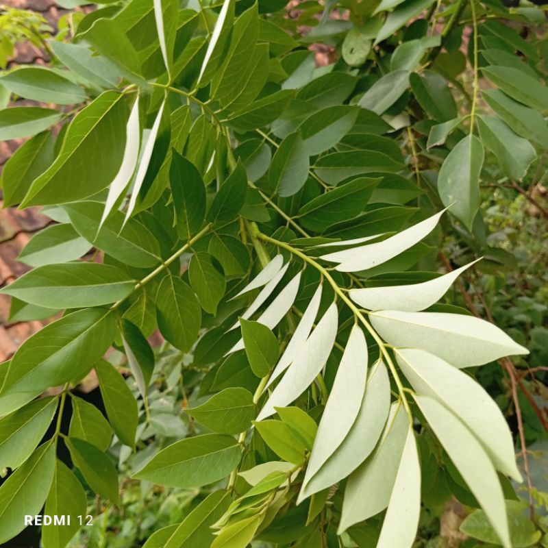 

Daun gamal segar petik Langsung paket 250 gram