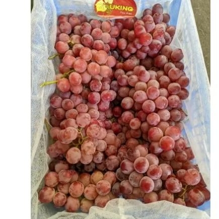

anggur RedGlobe USA