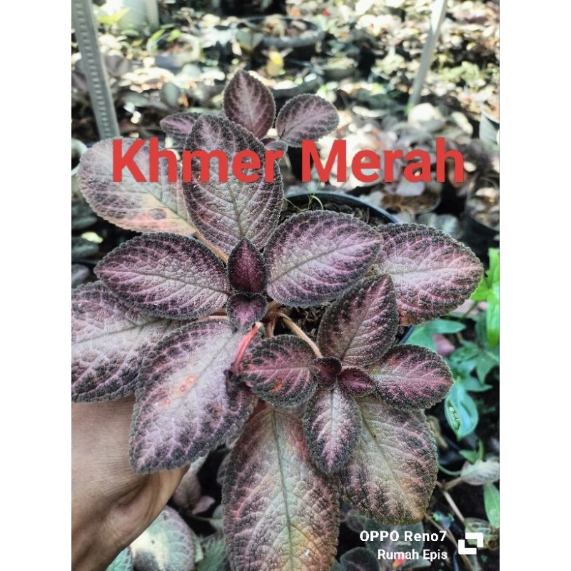 Episcia Hybrid Khmer Merah