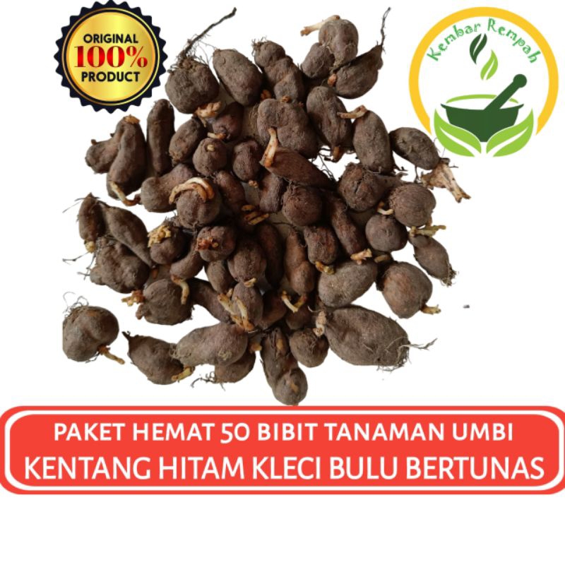 Paket Hemat 50 Bibit Tanaman Kentang Hitam Bertunas Kentang Bulu Kleci Bertunas