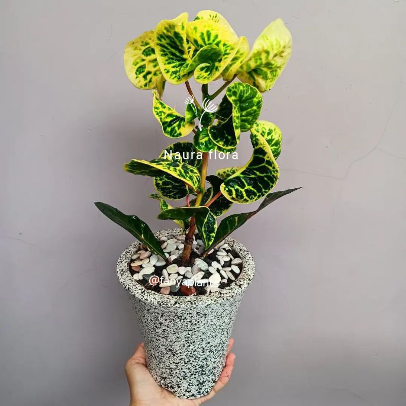 Tanaman hias puring apel - pohon puring apel