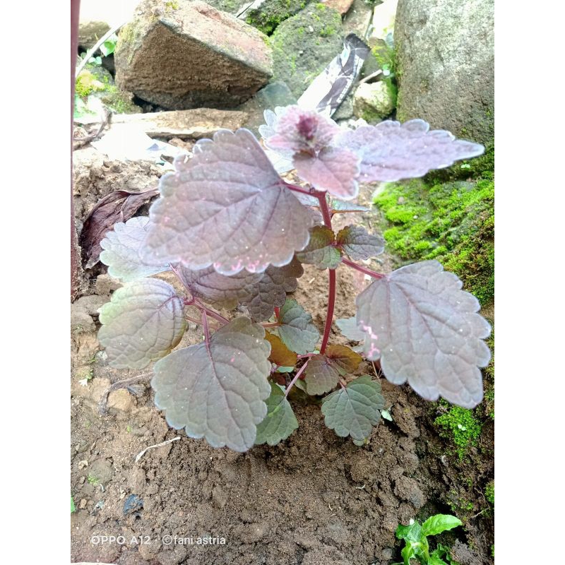 

daun maiana jawerkotok segar 250 gram segar petik dadakan