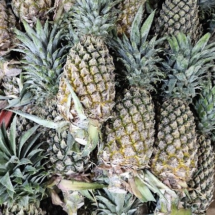 

Nanas palembang fresh 1 buah