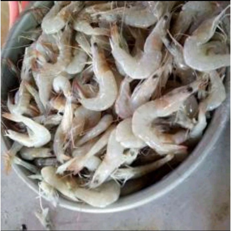 

Udang Peci Kecil Segar 1kg