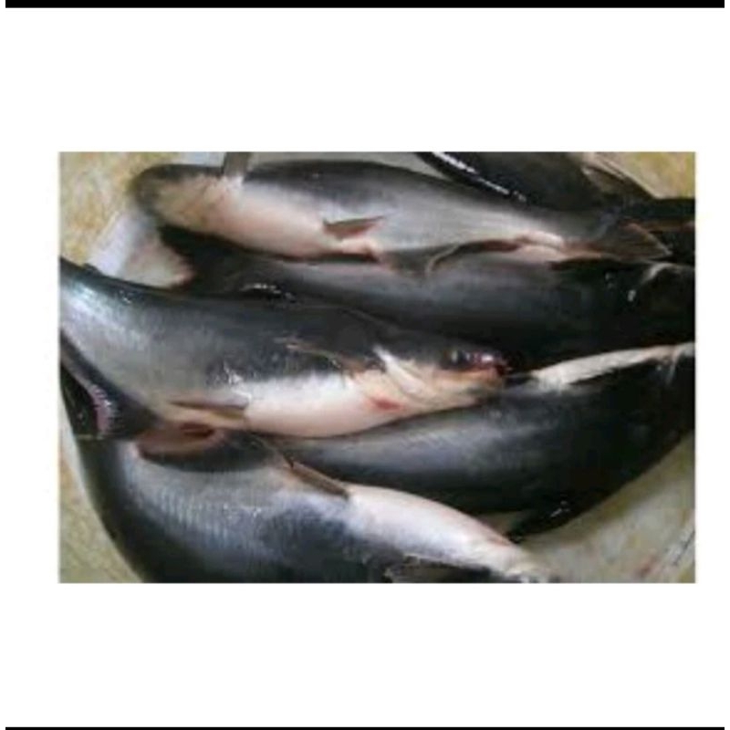 

Ikan Patin Segar 1kg