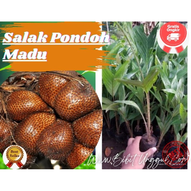 Bibit Salak Pondoh Madu Jumbo Paket 3 Bibit