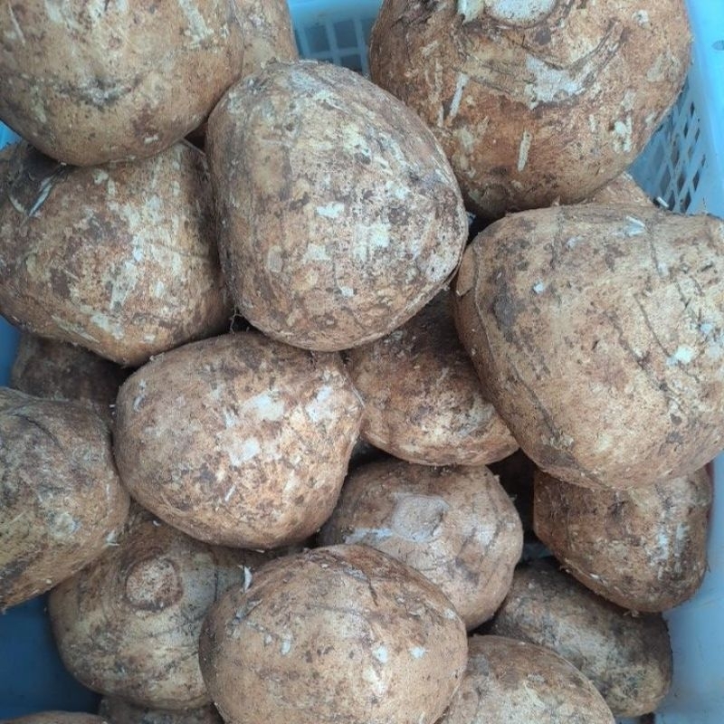 

RB Bengkwang 1kg