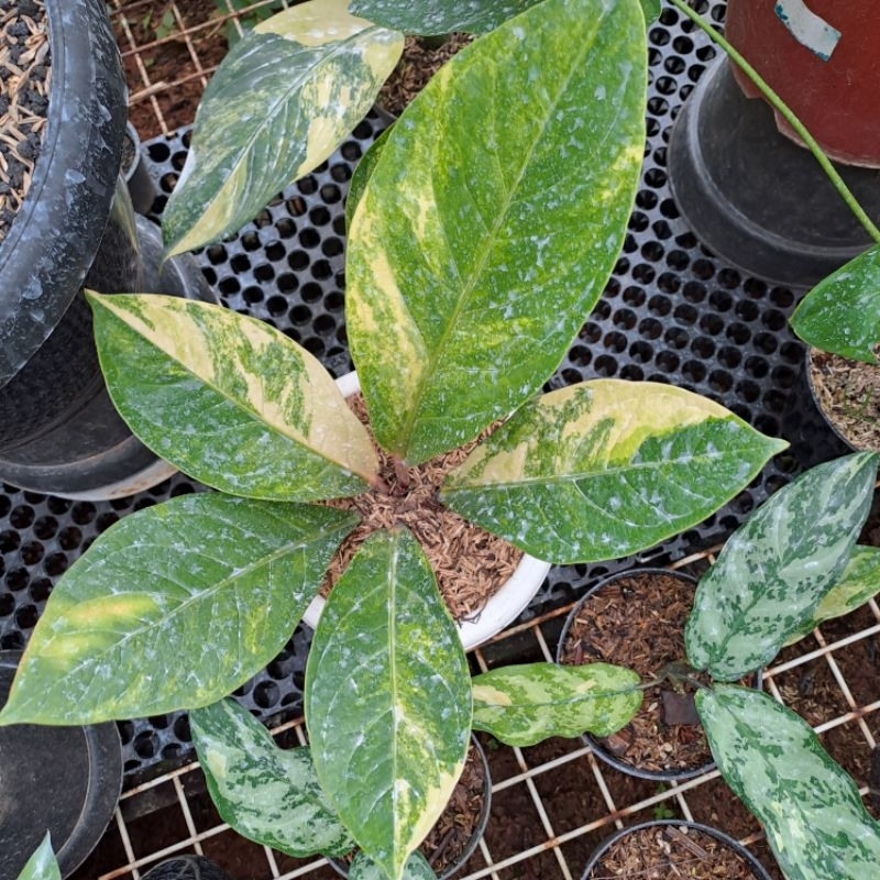 Anthurium Jemani Cobra Catalog Varigata
