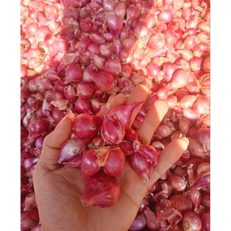

Bawang merah 1/2 kg berkualitas|bawang merah murah/asli nganjuk