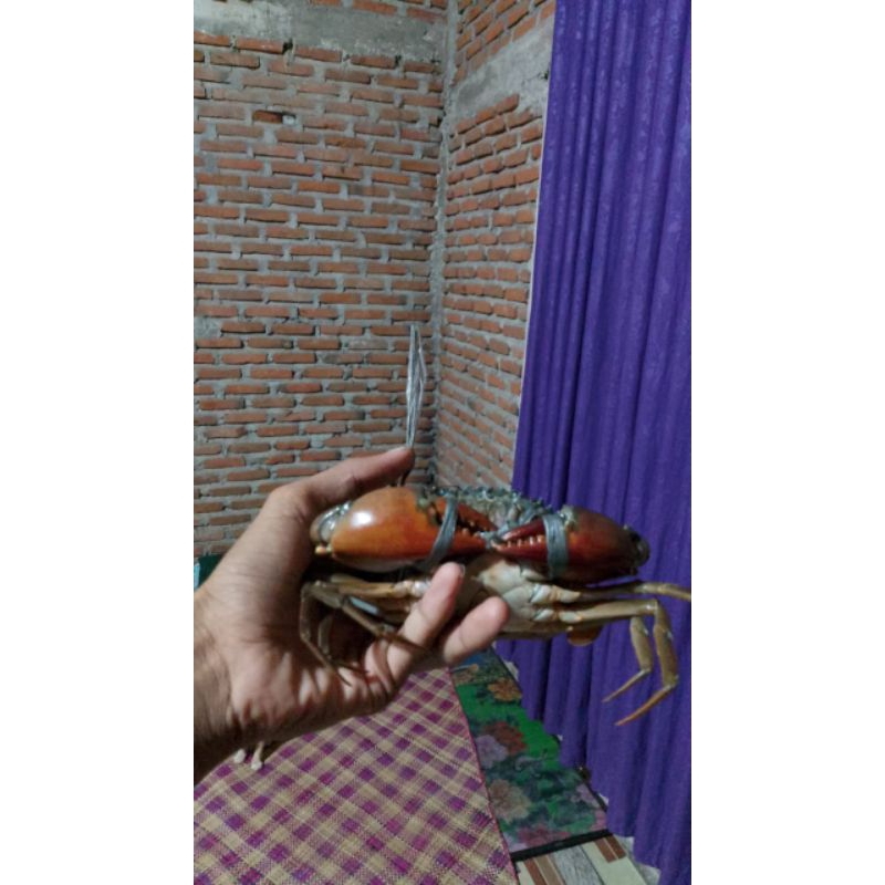 

kepiting hidup