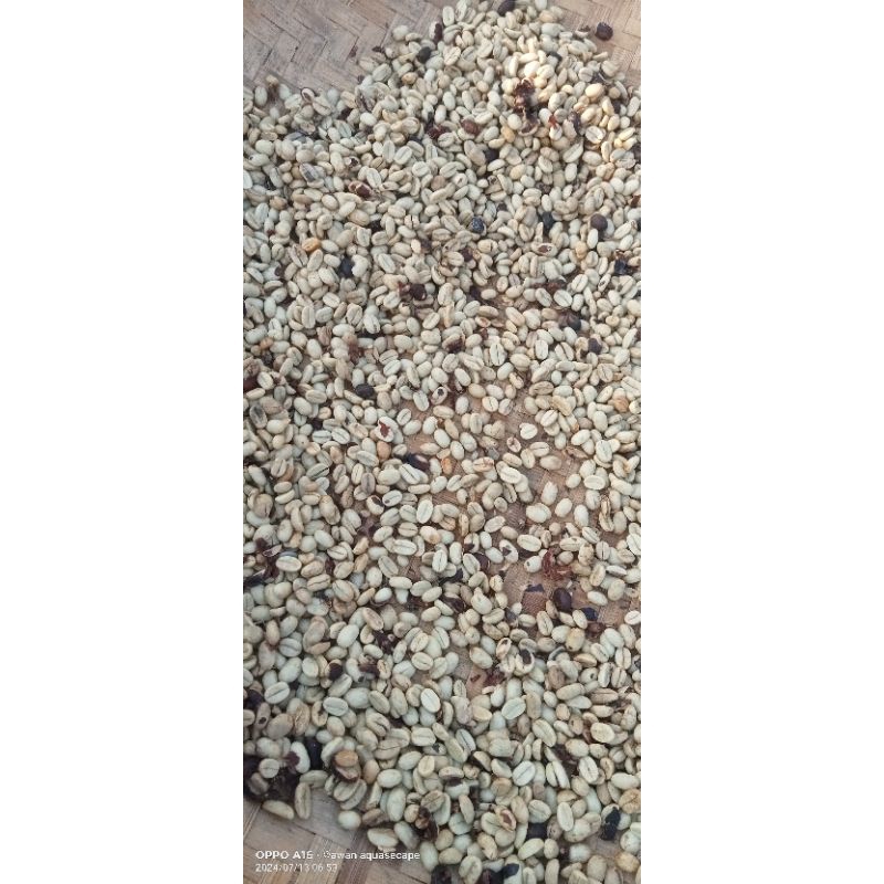 

kopi mentah siap sangray