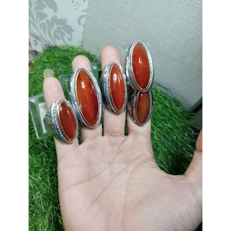 BATU PANDAN MERAH JAMBALANG SISIK BETOK PUTRA