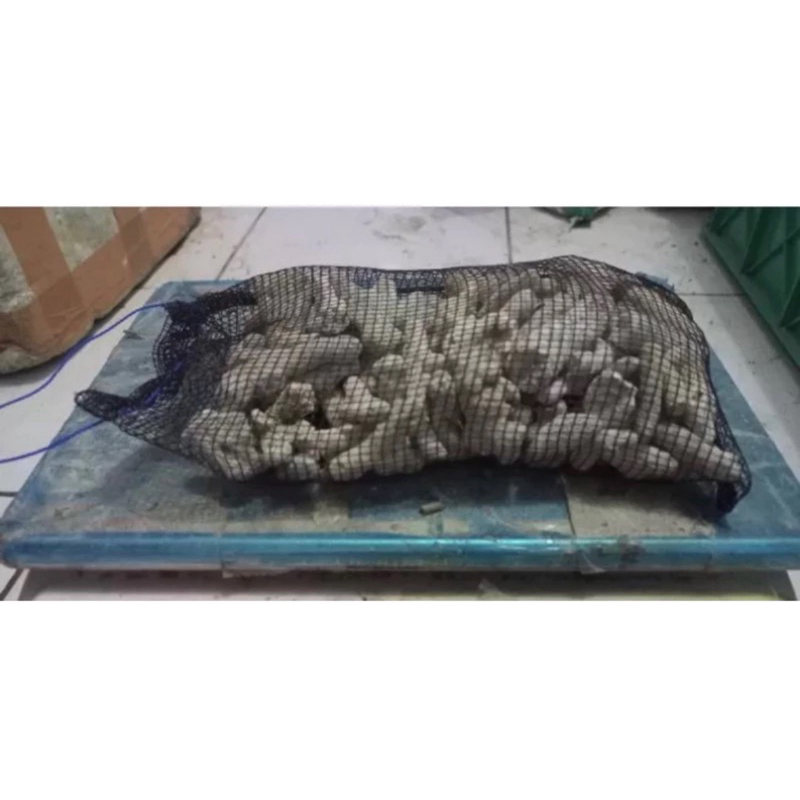 karang jahe plus waring 1kg / karang jahe / karang jahe media filter / media filter aquarium / media