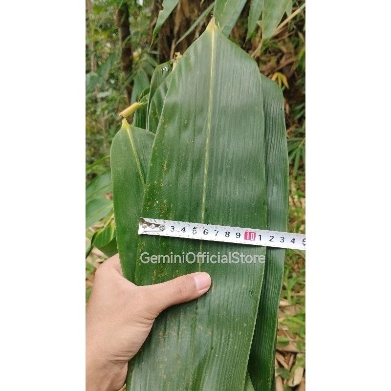 

Daun Bambu Segar Pilihan herbal dan bungkus bacang