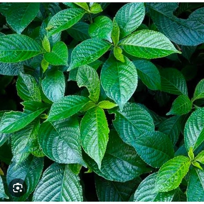 

Daun Keji Beling Segar 500 Gram Obat Herbal Tradisional Termurah