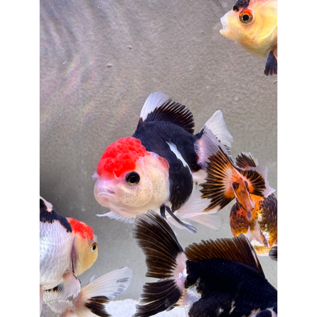 Ikan Mas Koki Panda GRADE A Size XL 7-10 Cm Asli Blitar / Goldfish Panda / Koki Panda 3 Color / Koki