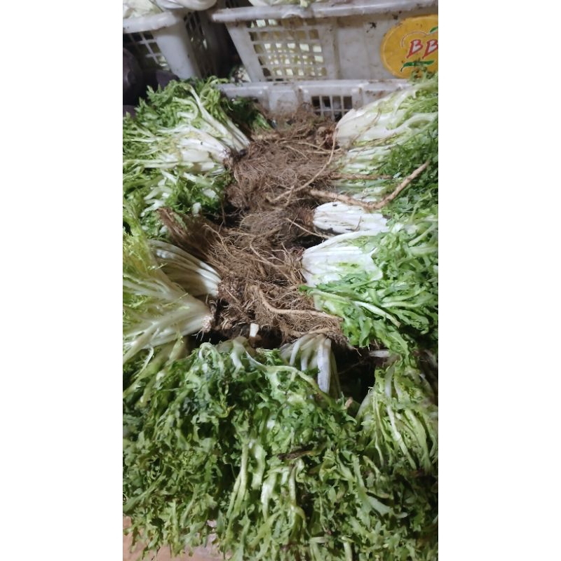 

endiv/sald endiv 250gram