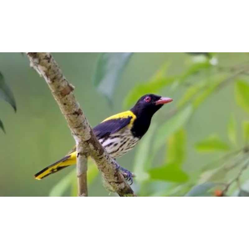 kepodang hutan jantan