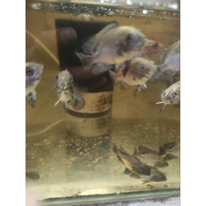 hiasan aquarium oscar tembaga