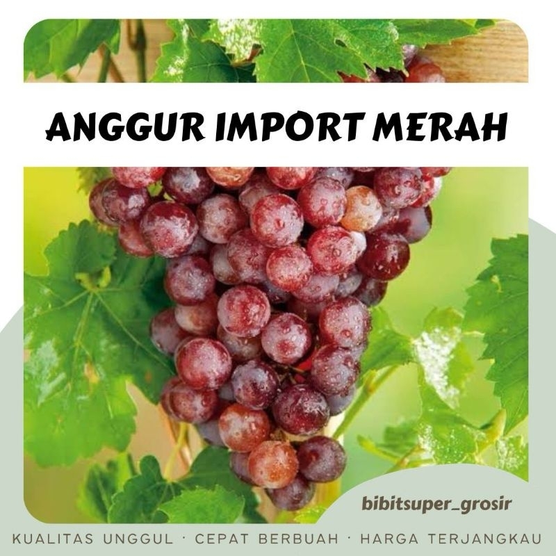 

Paket anggur impor dapat 2