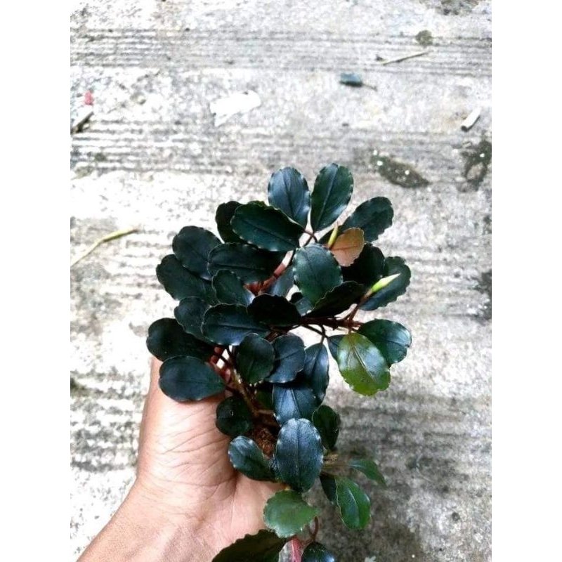 Bucephalandra thea balon 1kg