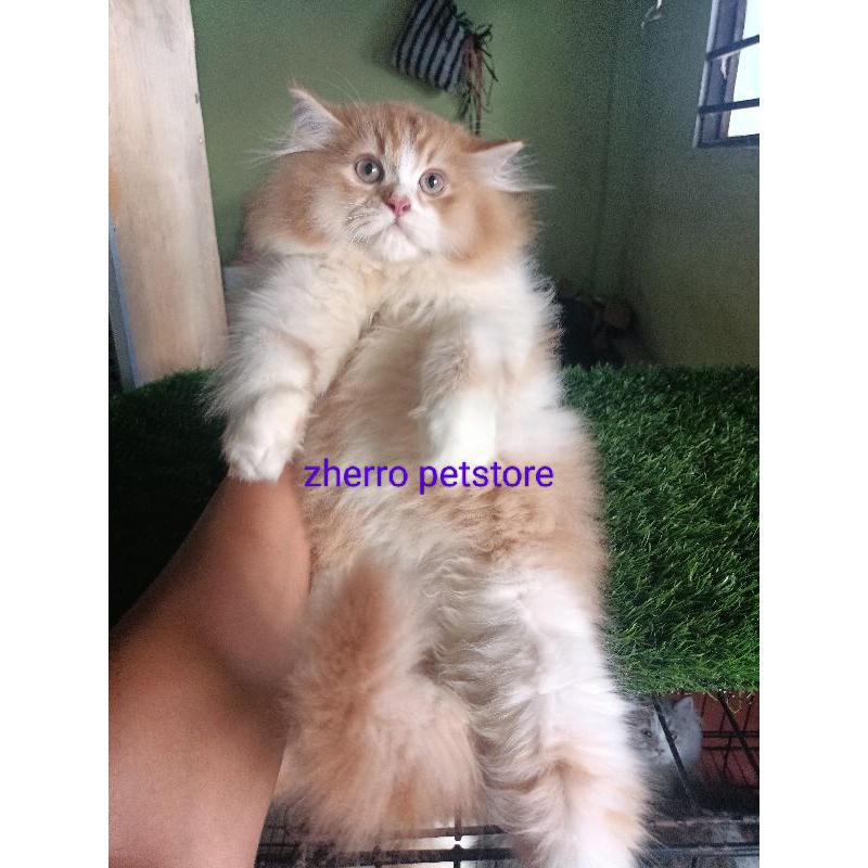 kucing persia himalaya ragdol