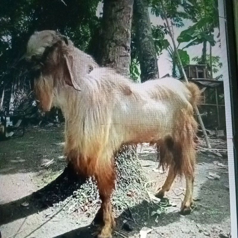 

kambing jawa randu