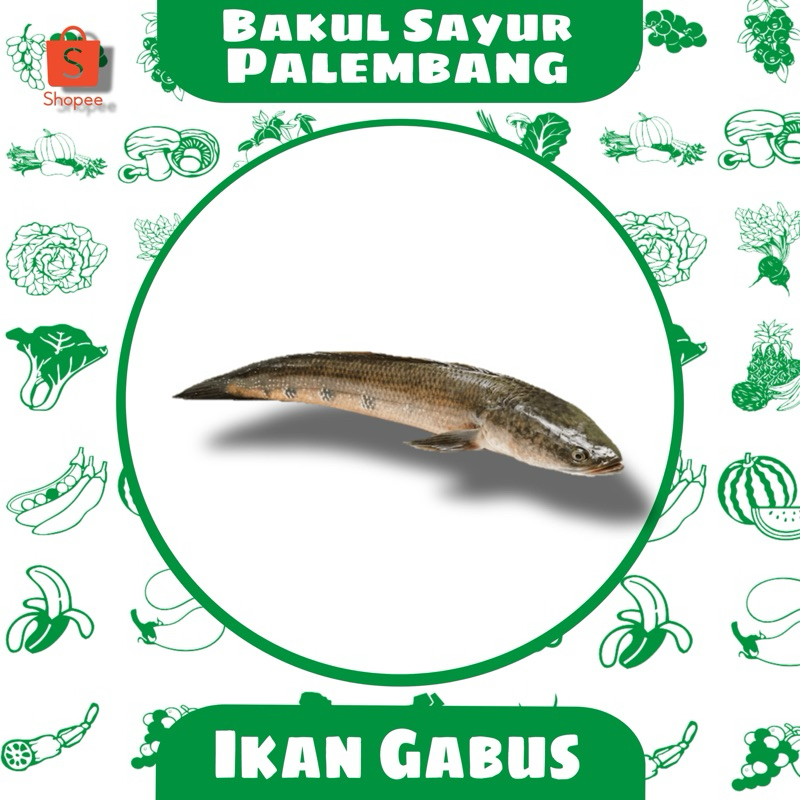 

ikan gabus (PALEMBANG)