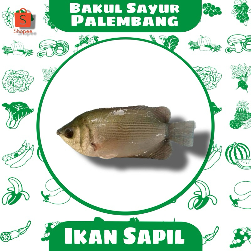 

ikan sapil (PALEMBANG)