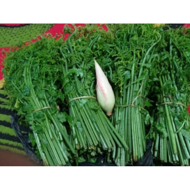 

sayur pakis 1 kg - pakis sayur fresh free kecombrang nya