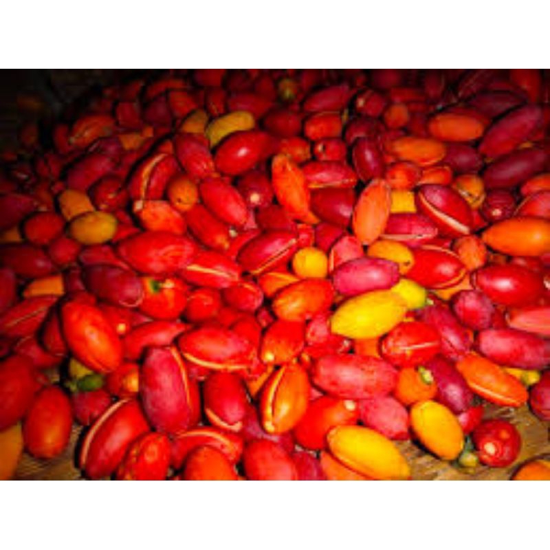 

kulit melinjo 250 gr