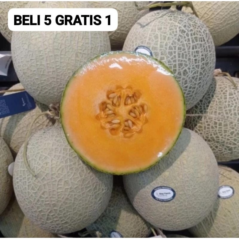 50 Benih Bibit Biji Melon ORANGE CROWN MUSK Japan, Premium import Hibrida Seeds, Super Manis
