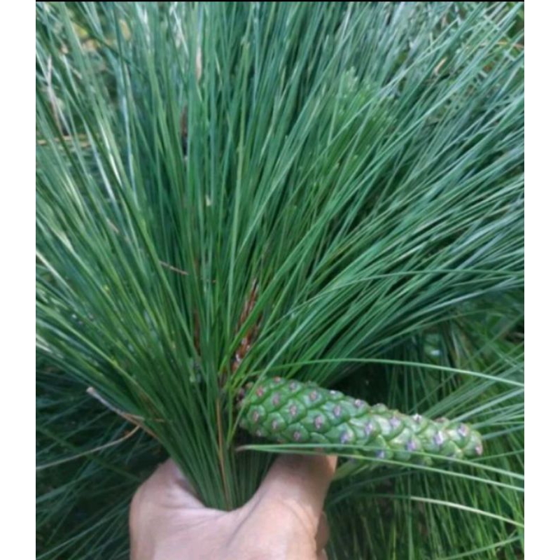 

DAUN PINUS SEGAR BUGAR 250 Gram