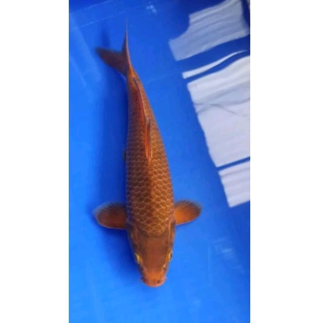 

(Penjinak) Chagoi size 25-30cm