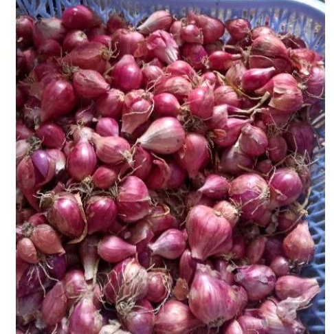 

bawang merah kecil