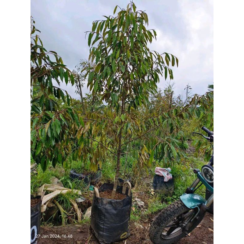 Bibit Durian Super Uk 2 Meter FULMEDIA 50kg GRATIS PACKING KAYU