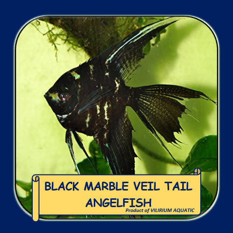 IKAN HIAS AIR TAWAR / IKAN AQUASCAPE - ANGELFISH MARBLE SLAYER / BLACK MARBLE VEIL TAIL ANGELFISH