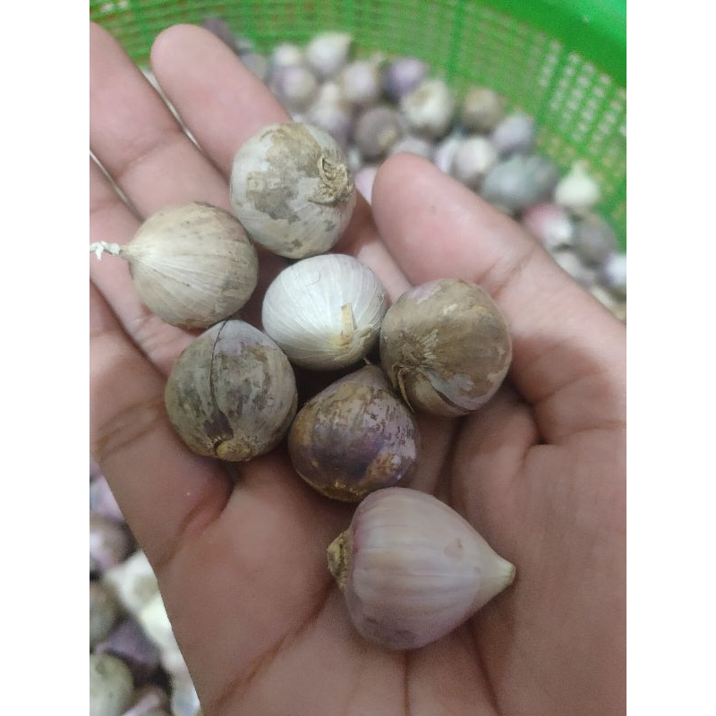 

Bawang tunggal ukuran tanggung kemasan 500gram
