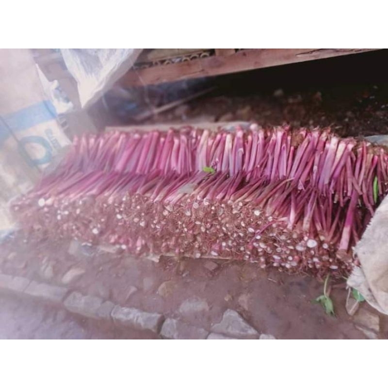 Talas pratama,talas bogor,Talas P3(isi 100 bibit)