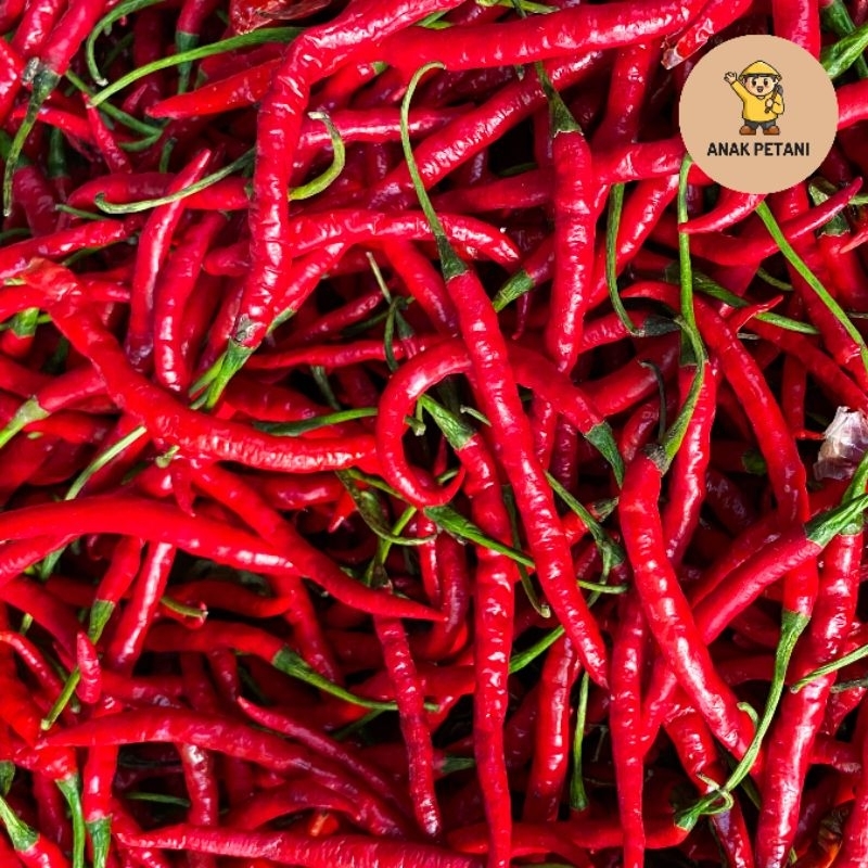 

Cabe Kriting Merah - 250gr -Bumbu